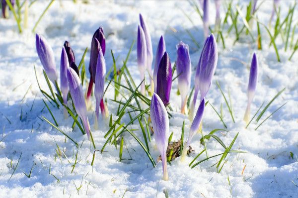 spring-flower-and-snow.jpg