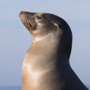 sealion